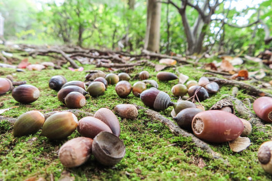 135: Some acorns grow better