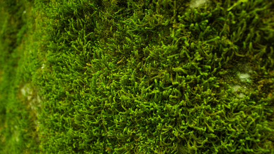 181: The REAL reason moss keeps growing in your lawn