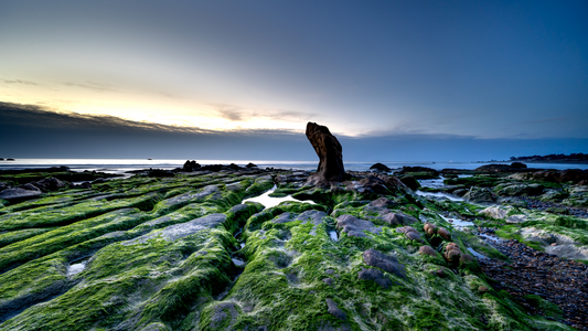 Harnessing the Power of Seaweed: Transforming Lawns into Green Paradises