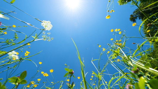 California Daisies and the Delightful Dance of Summer Flowers